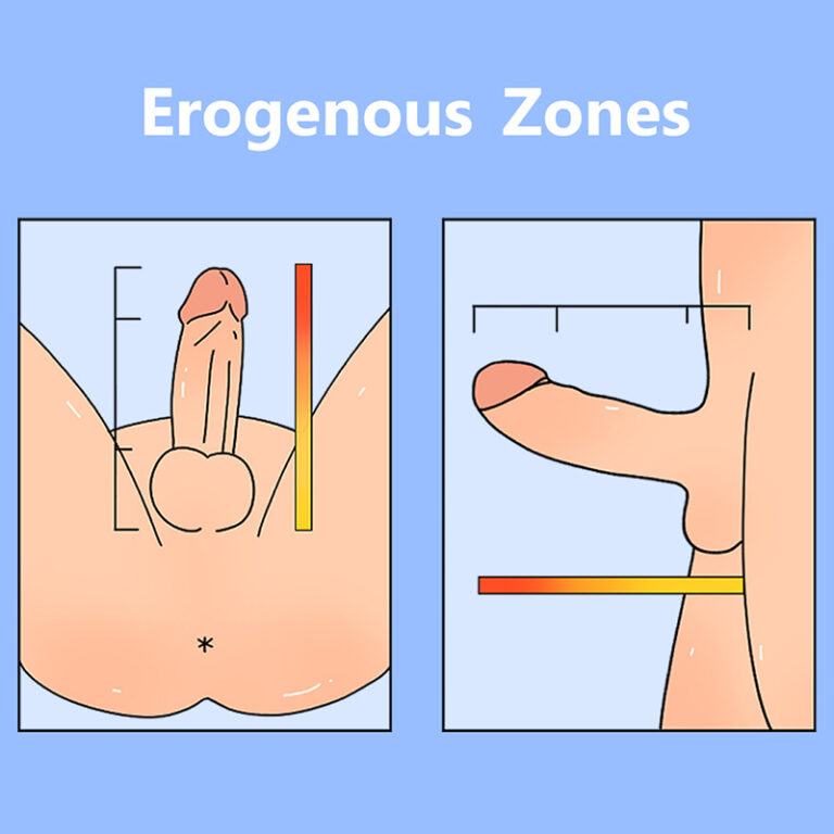 Penis Sensitivity Explained: How Nerve Endings, Hormones, and Habits Shape Pleasure